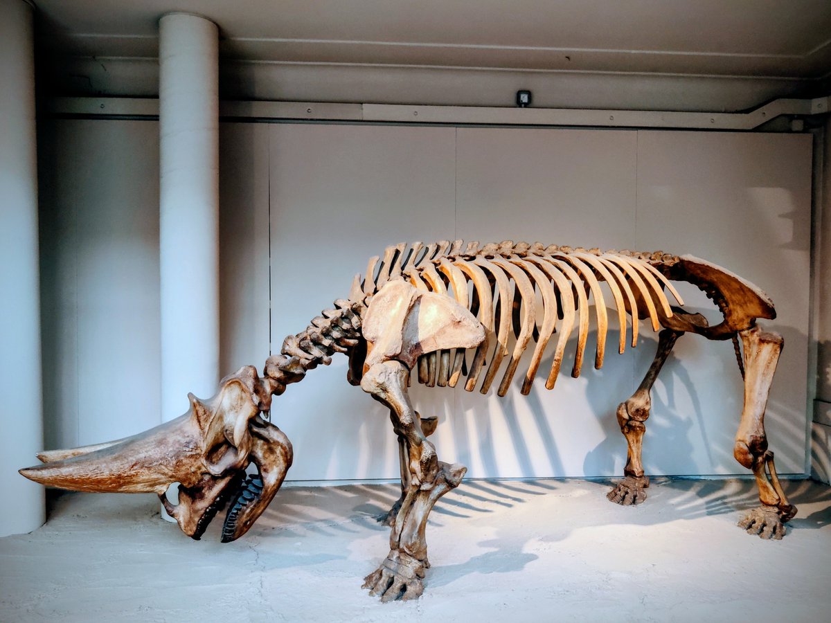 BigBangSciCom's tweet image. Un squelette d&apos;Arsinoitherium, un genre éteint de mammifères herbivores apparentés aux éléphants et aux damans, photographié hier au Muséum d&apos;Histoire Naturelle de Londres

Crédits : K. Madjer

#paléontologie #fossile #préhistoire
