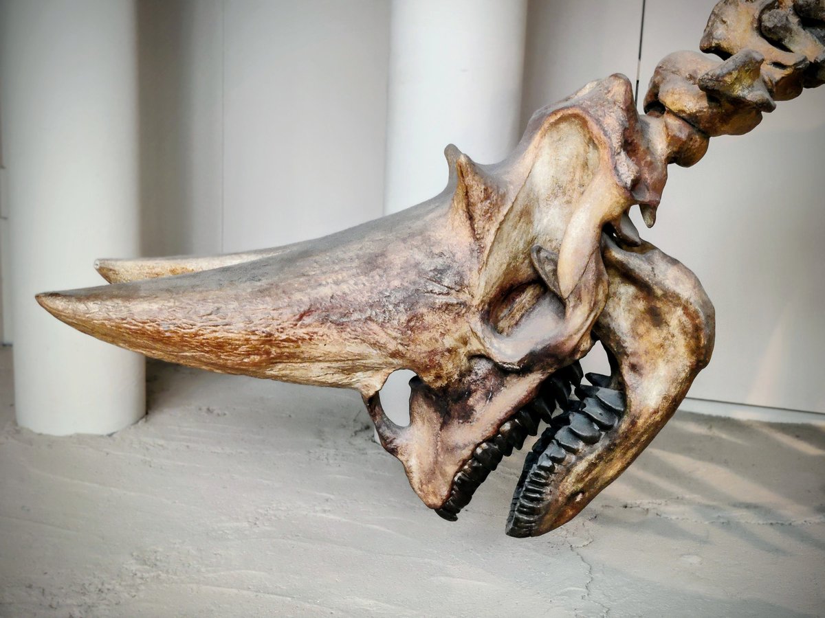 BigBangSciCom's tweet image. Un squelette d&apos;Arsinoitherium, un genre éteint de mammifères herbivores apparentés aux éléphants et aux damans, photographié hier au Muséum d&apos;Histoire Naturelle de Londres

Crédits : K. Madjer

#paléontologie #fossile #préhistoire