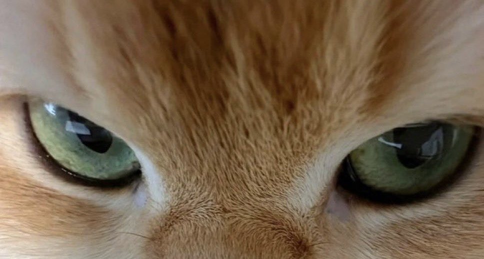 Waffles Davincij15's Cat tweet media