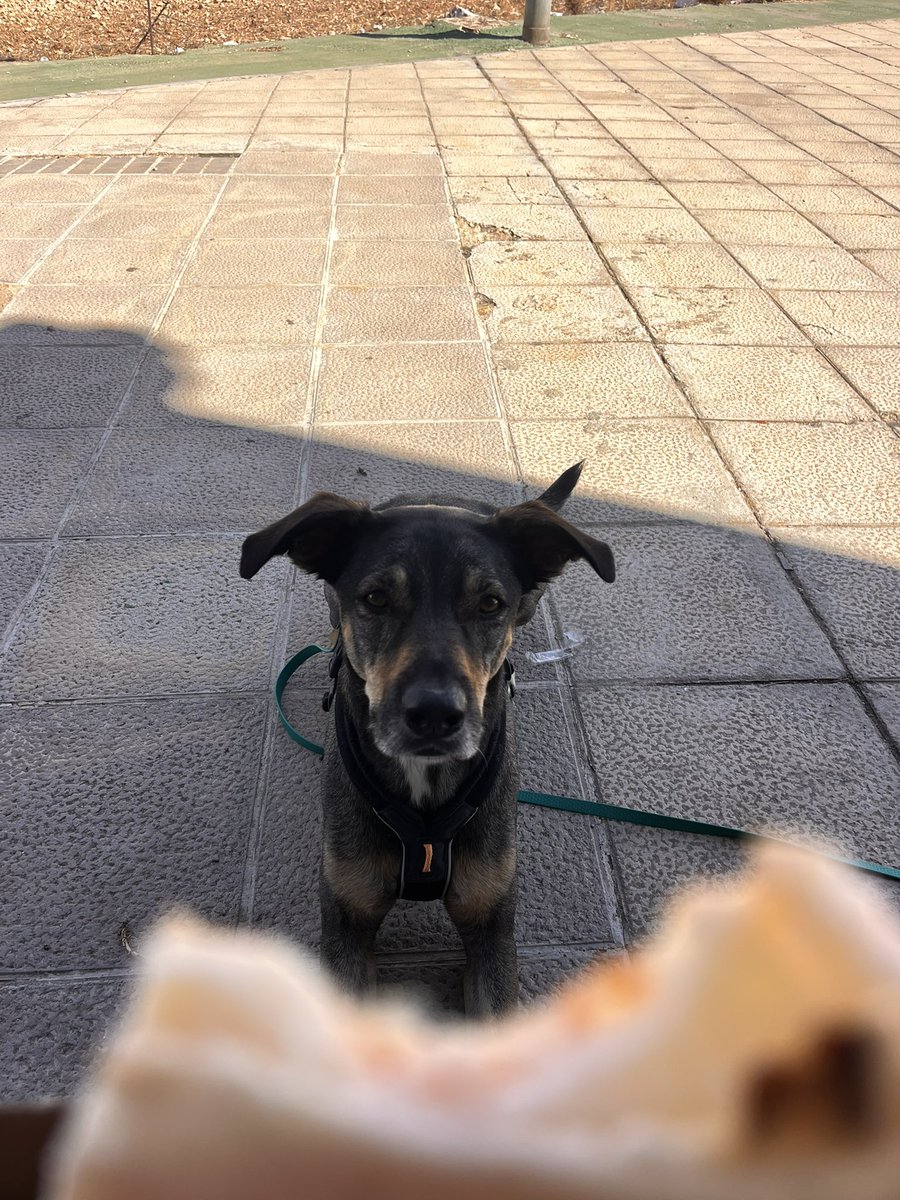 Ayer comimos sobras de pizza en una gasolinera en Albacete. Perras aventureras.