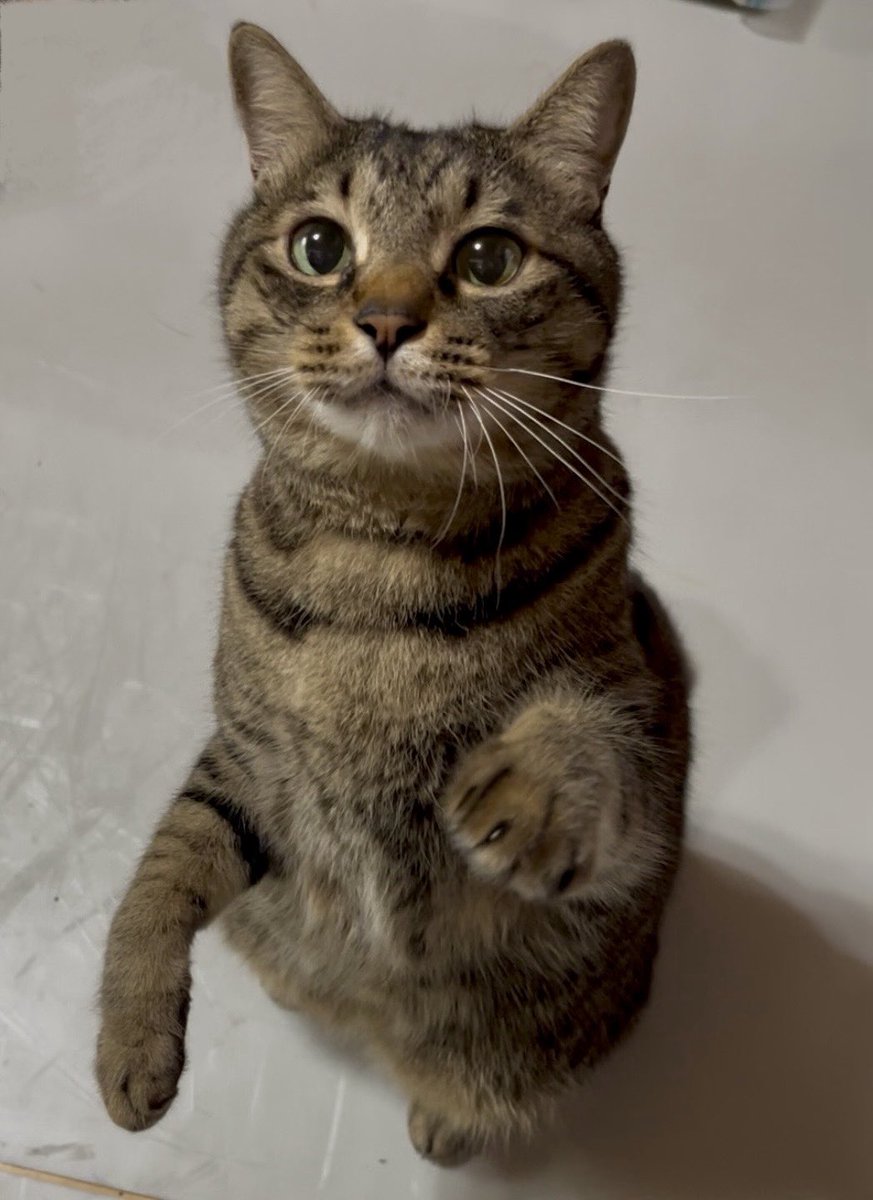 ただの猫好き (@chitakohaku) / Posts / X