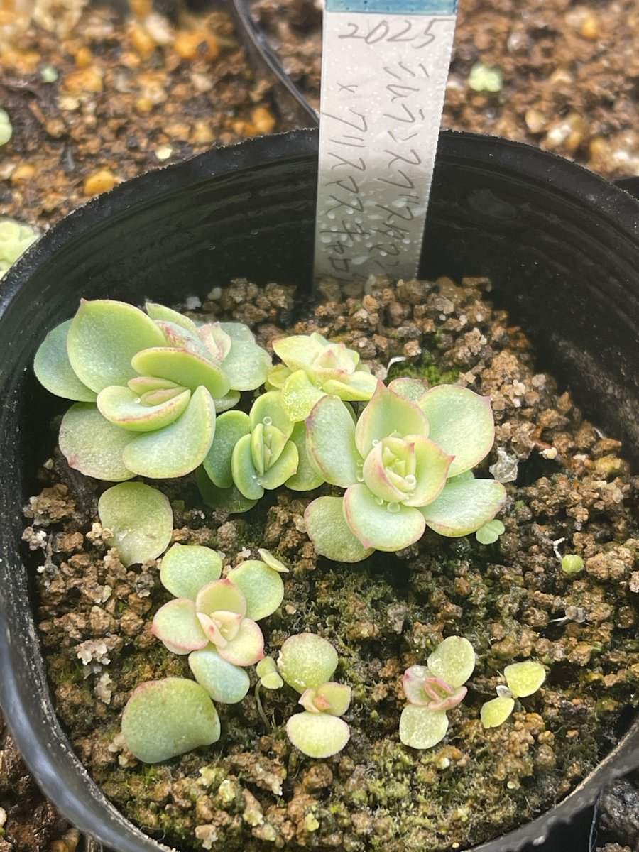 かおりん　フォロー割 さおりん on X