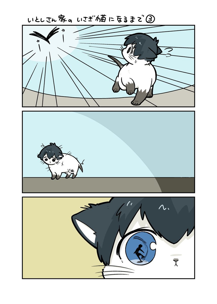 itsさん家のisg猫🐾になるまでのはなし③
出会う子猫
