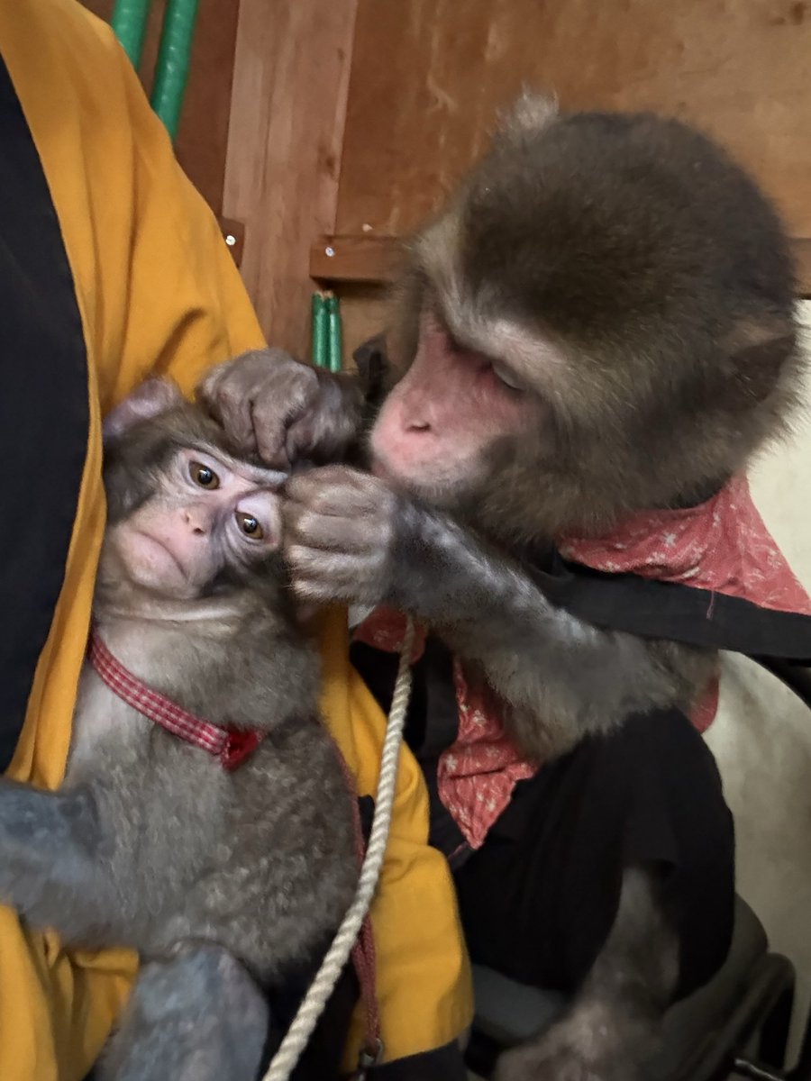 戦豆の猿まわし (@senzunoosaru) / Posts / X