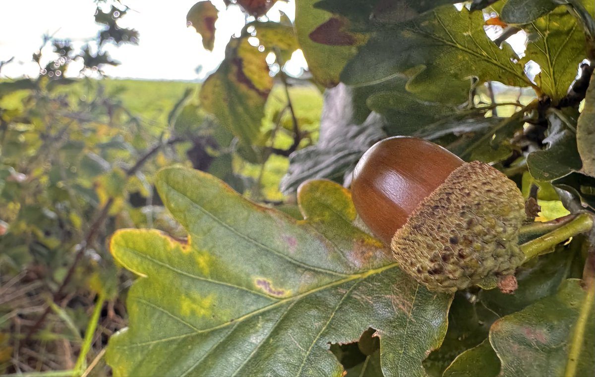 Edel Mairs tweet media