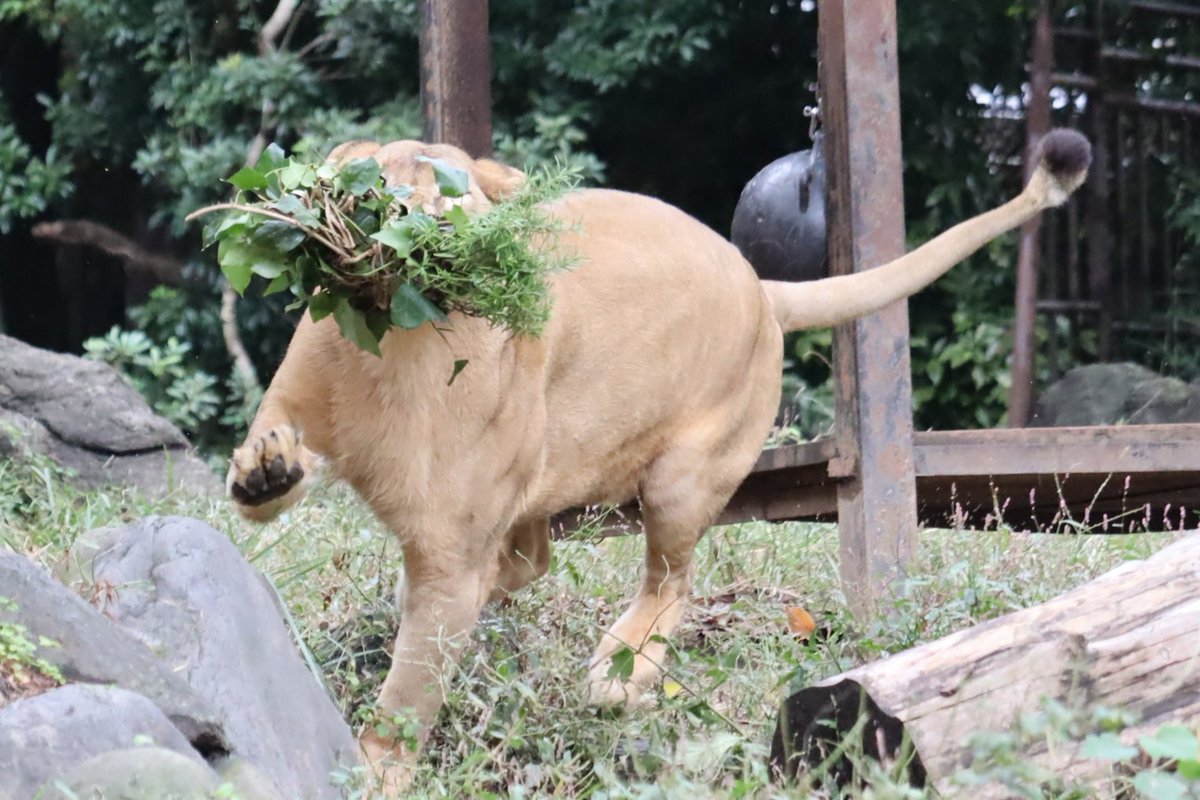 しげぞうライオン なお on X