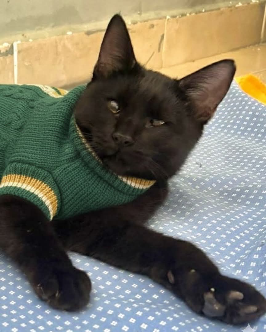 ‼️ ENGELLİLERE ÖNCELİK
Whatsapp: 05052073276
Yer: Bursa
8 aylık muhteşem Bombay kedisi GECEM kızın ömürlük ailesi olur musunuz ? Sokakta bulundu, gözleri çok kötüydü, tedavi oldu, bir gözü hiç görmüyor diğer gözü çok az görüyor. Ama gören kedilerden hiç farkı yok.