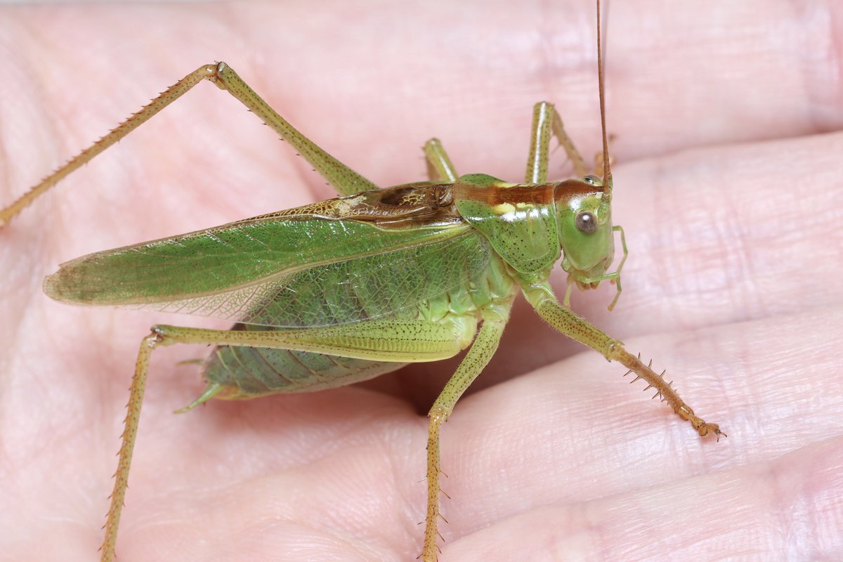 ヤブキリしかない