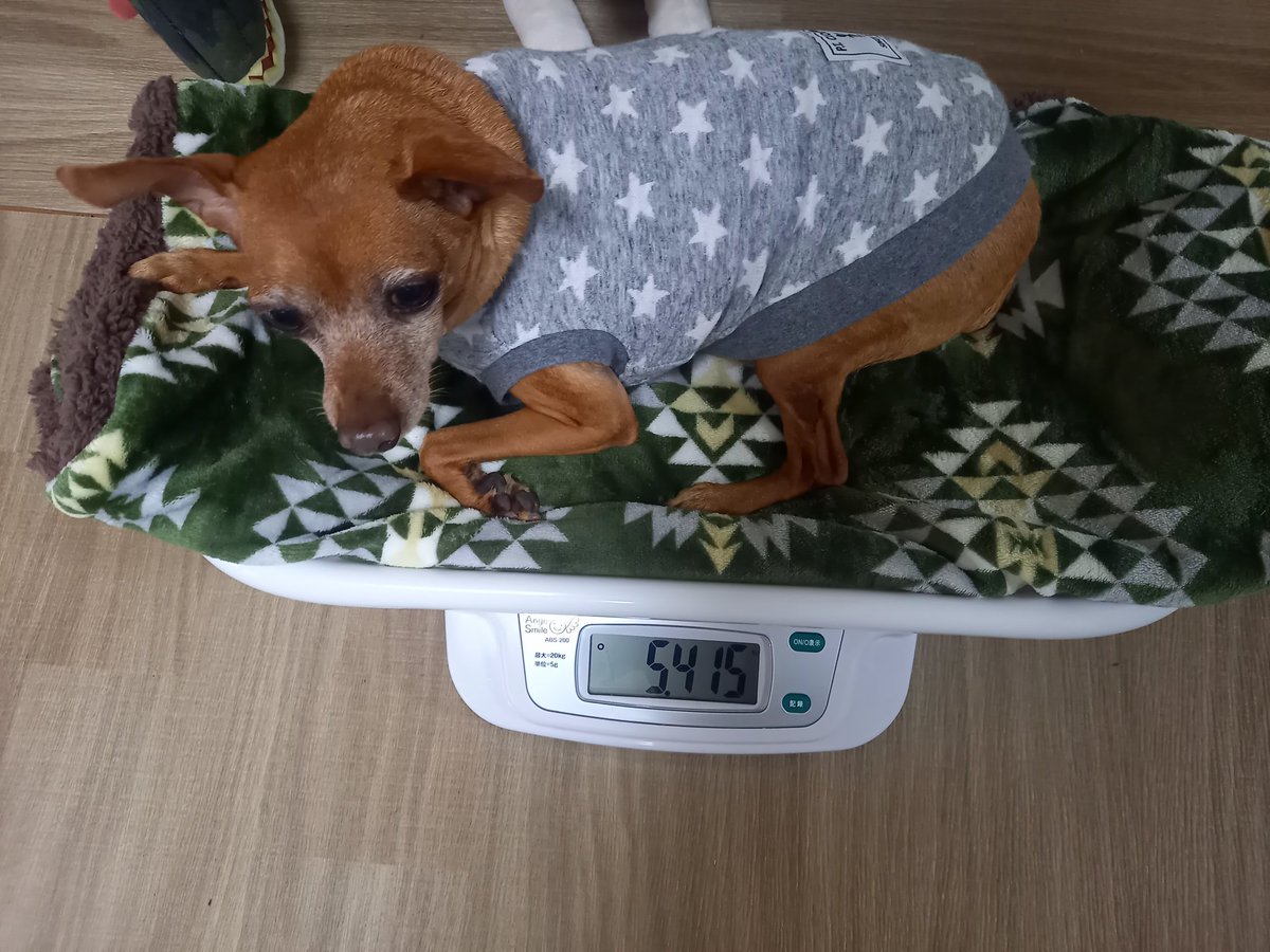 hakualice0316's tweet photo. 我が家にきてからほぼ痩せてないデブピンのため
赤ちゃん用体重計買いました🤣
まっ中古で激安だったけどぉ

次の病院までこのやり方でいいのか？と思うくらいなら
さっさと自分で決めたいし
なんなら病院のよりも数字が細かい🤭

赤ちゃんフィーバーで買ったけど
売る人が多いんだろうなぁ https://t.co/A5Ryiw6whT