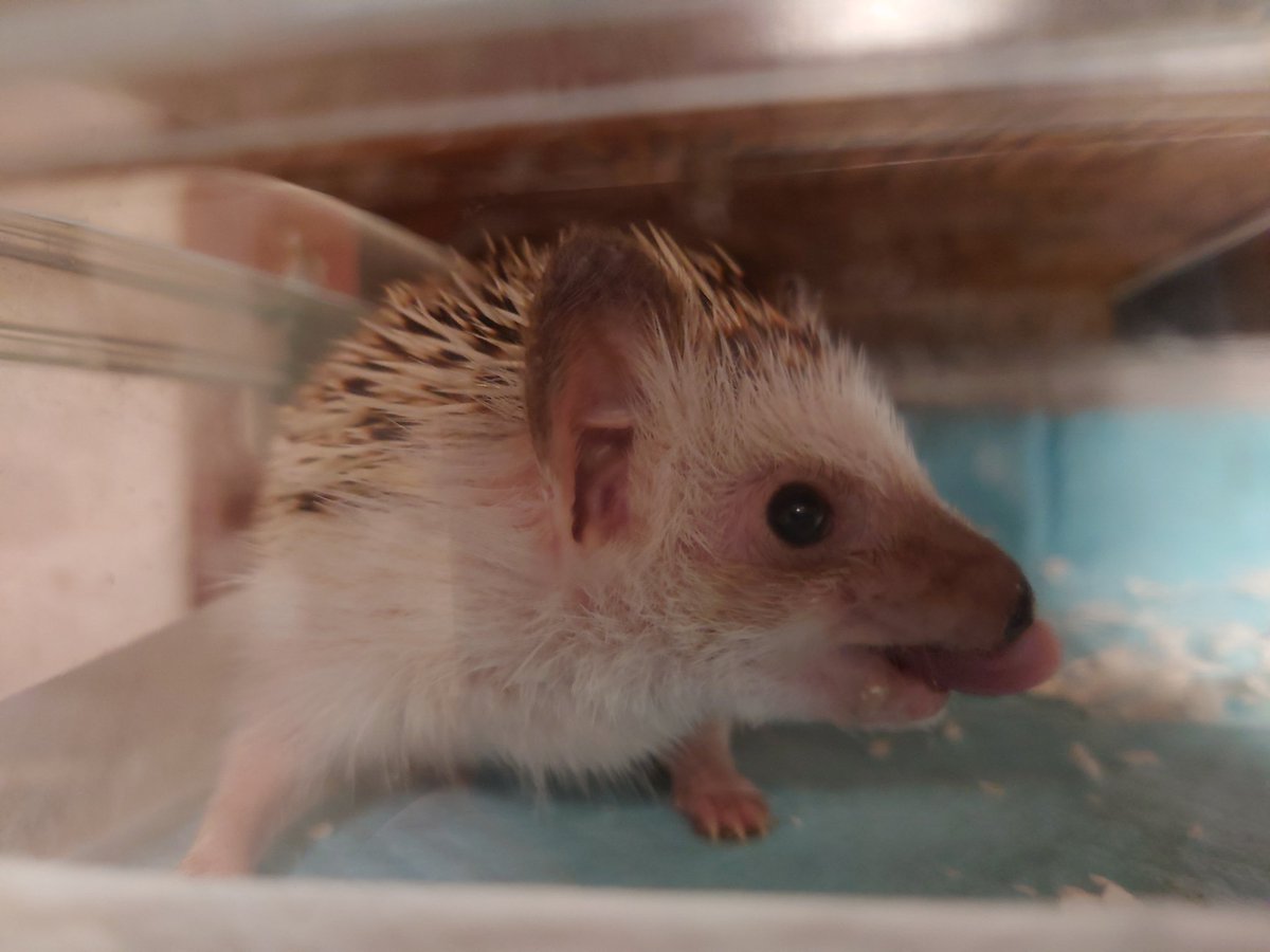 猫チキ！ Arctic Cat Drive Clutch Spider with Rollers 1994-2006 Z ZL