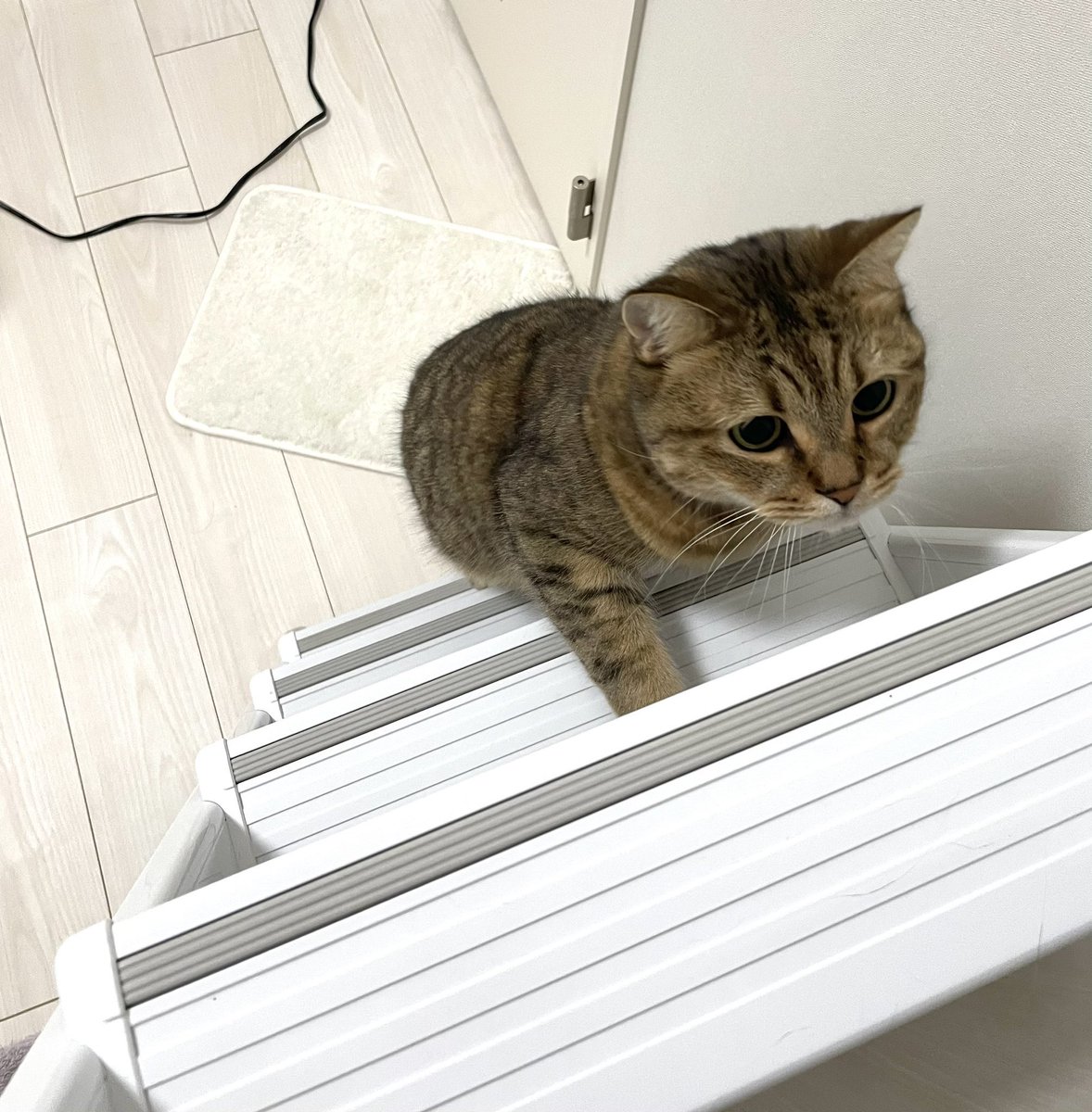 MiniraDiary's tweet image. ハシゴ登ると毎回付いてくるの可愛すぎない？