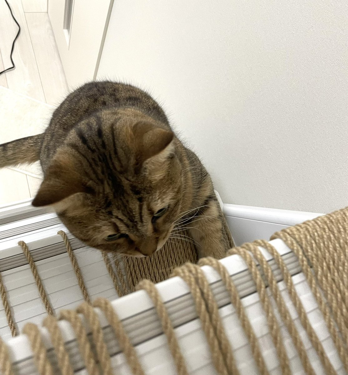 MiniraDiary's tweet image. ハシゴ登ると毎回付いてくるの可愛すぎない？
