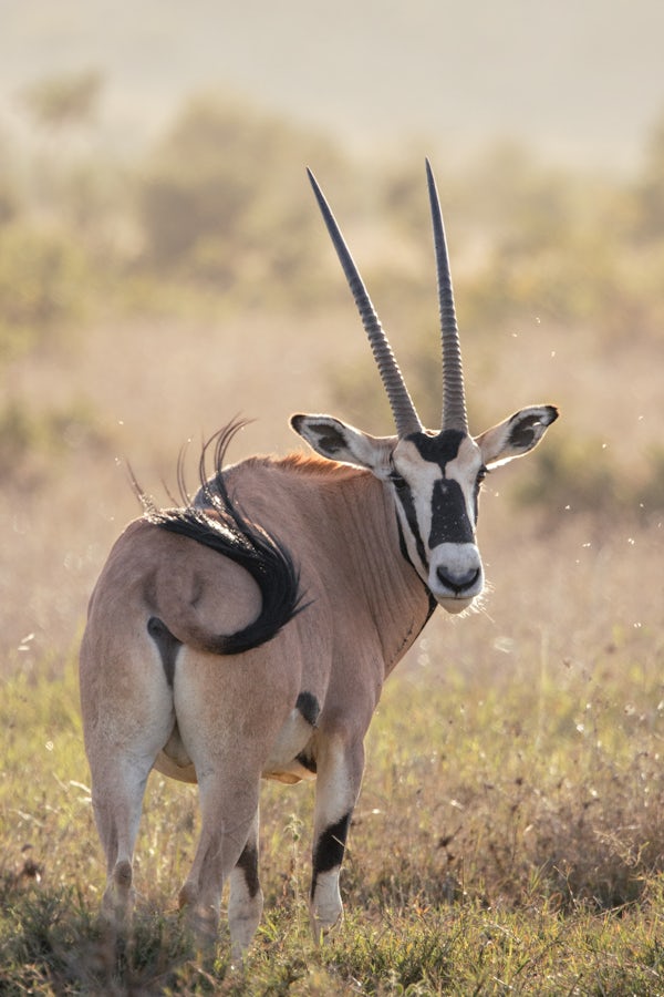 Once widespread across the Horn of Africa, Oryx numbers have declined due to habitat loss, hunting, and competition with livestock. Despite these challenges, stable populations remain in well-managed landscapes like #Loisaba, where wildlife and pastoral communities coexist.