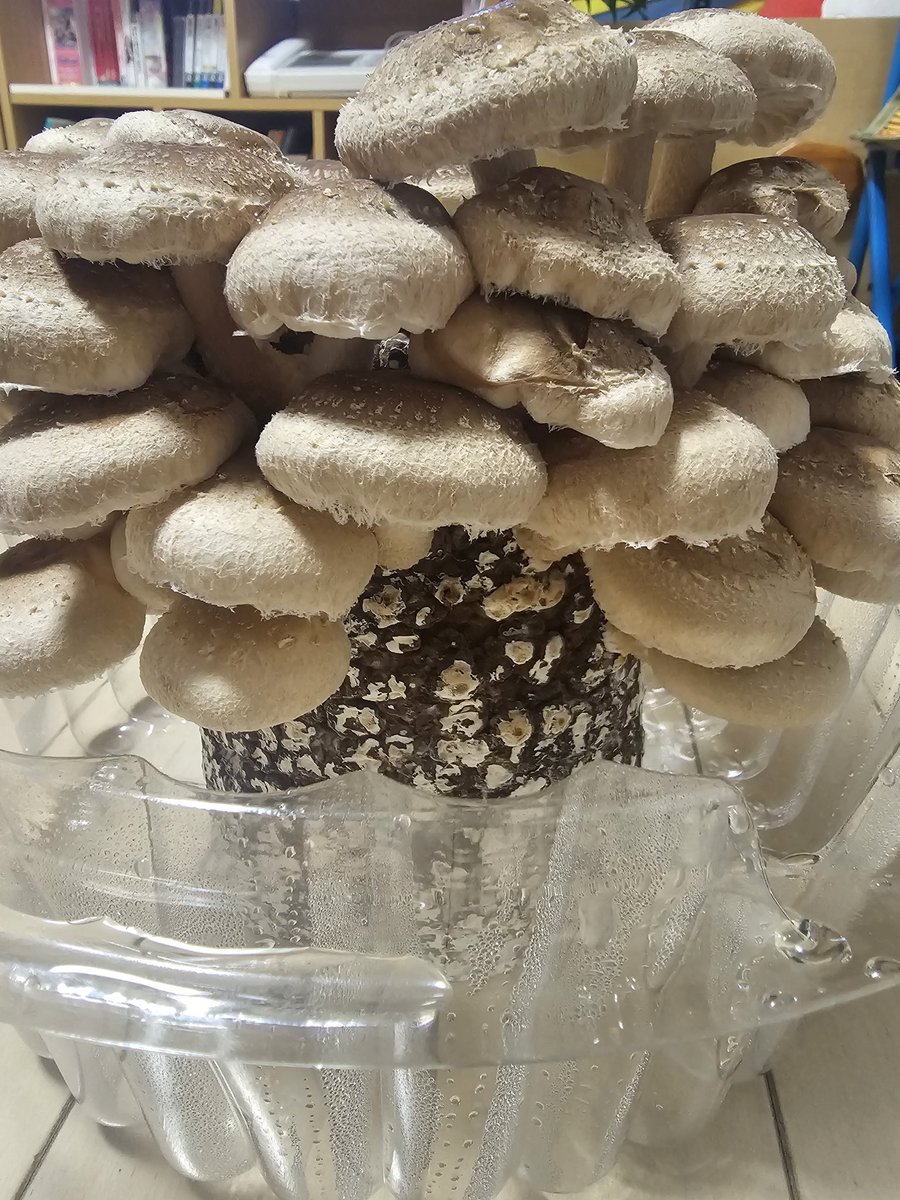 ほし (@yamatun) / Posts / X