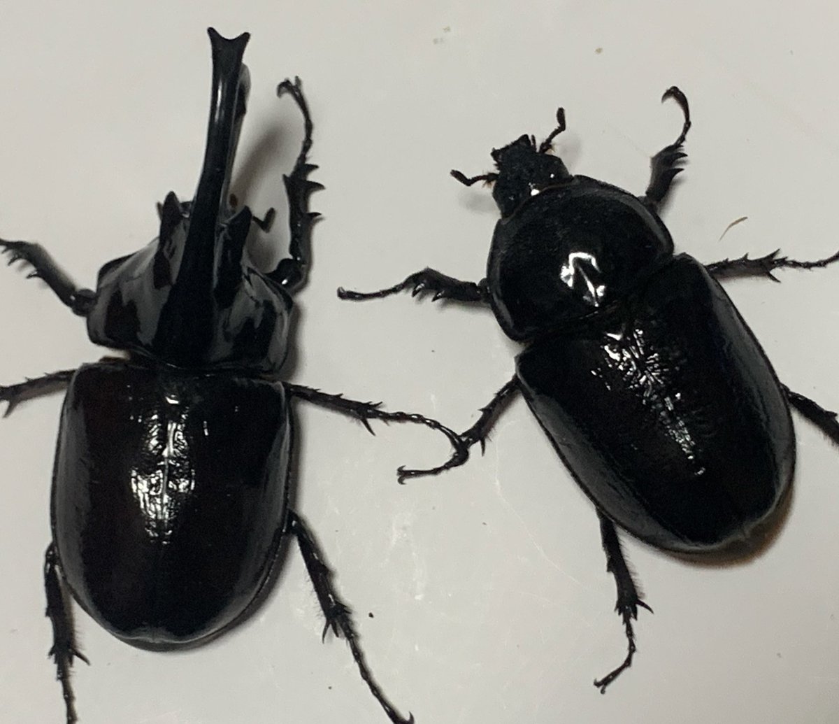 茨木カブクワ童子 (@shin2ro216) / Posts / X