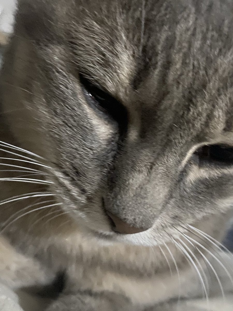 猫さん 猫さん (@nekosan661441) / Posts / X