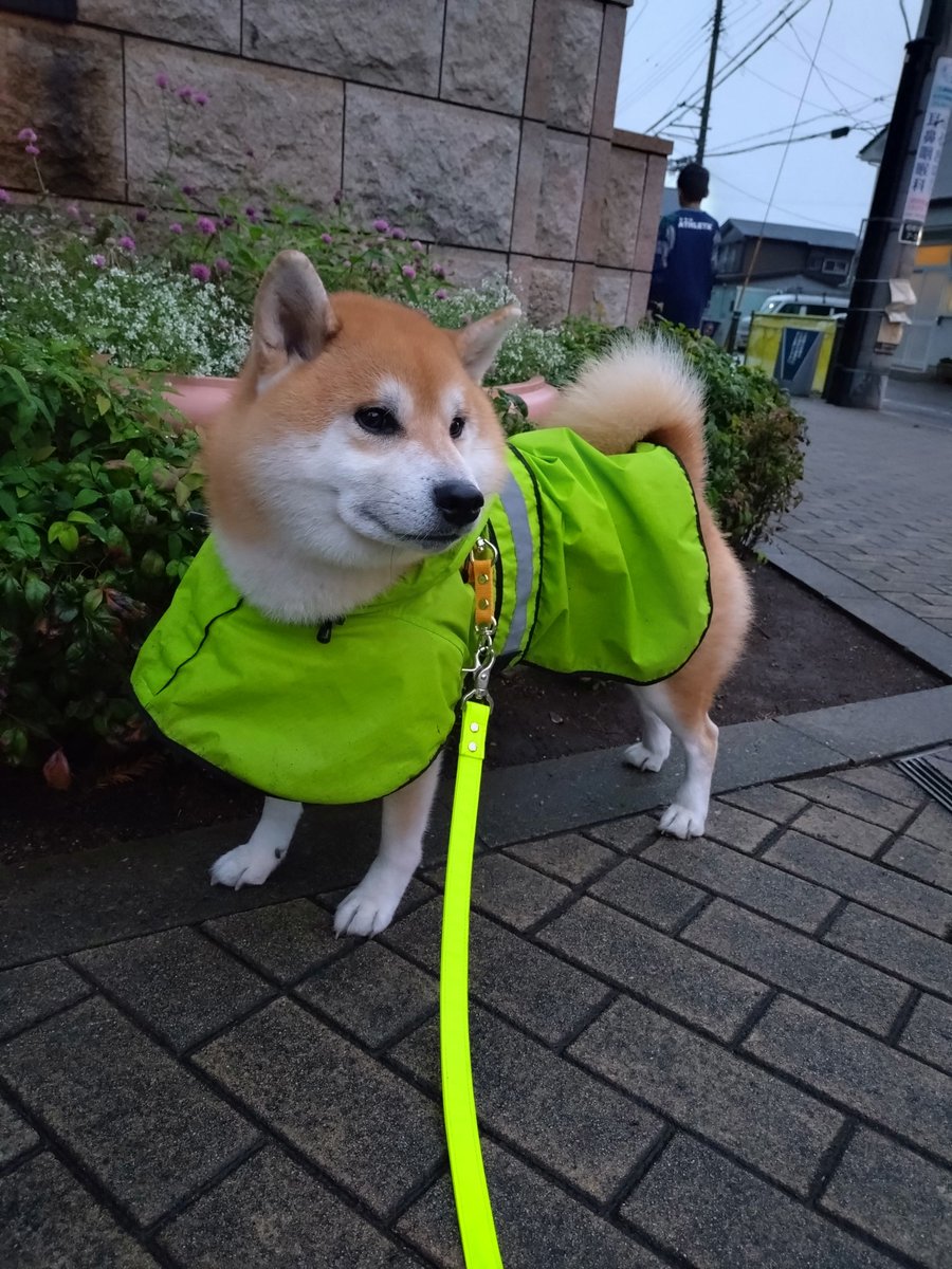 りゅうちゃんページ りゅうちゃん~幻想絵師~ on X