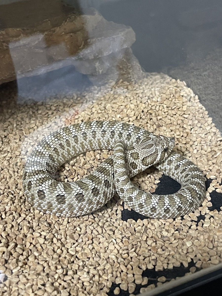 ʚ華蝶しあんɞ🦋幸福の青い蝶 on X