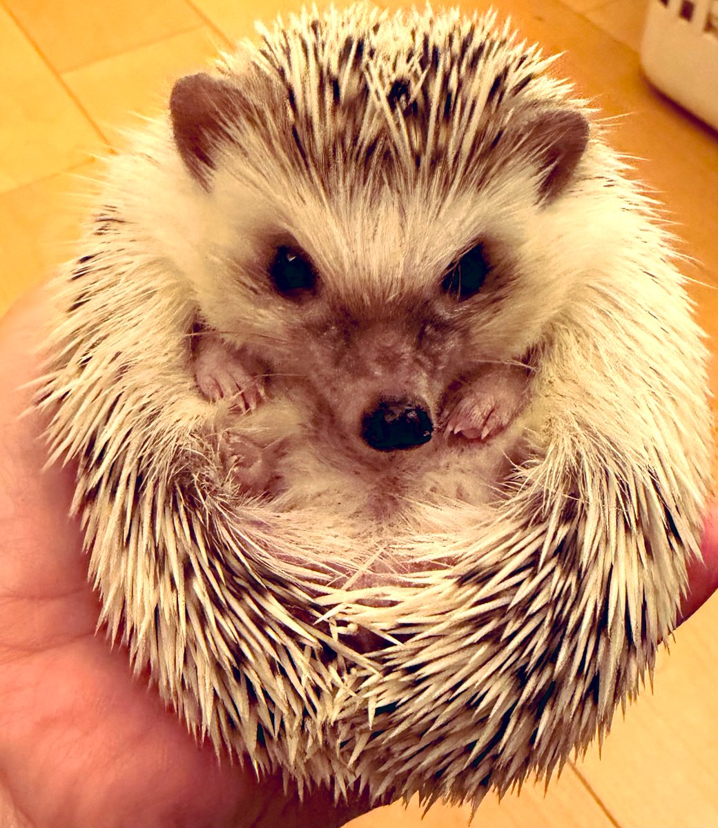 ヨツユビハリネズミ (Four-toed hedgehog) 剥製 ヨツユビハリネズミ (Four-toed hedgehog) 剥製