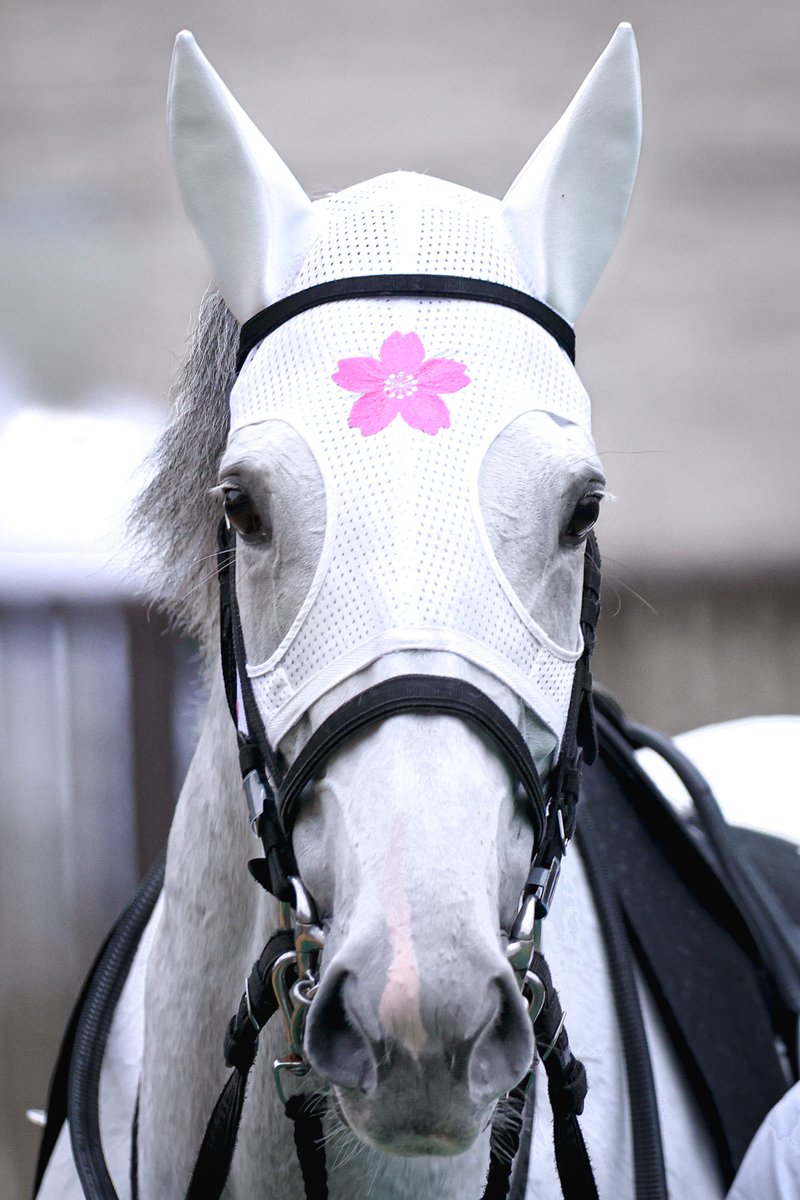 競馬ファンの方、ゴールドシップ号、優勝馬、幸運のジャンバー hqdefault.jpg