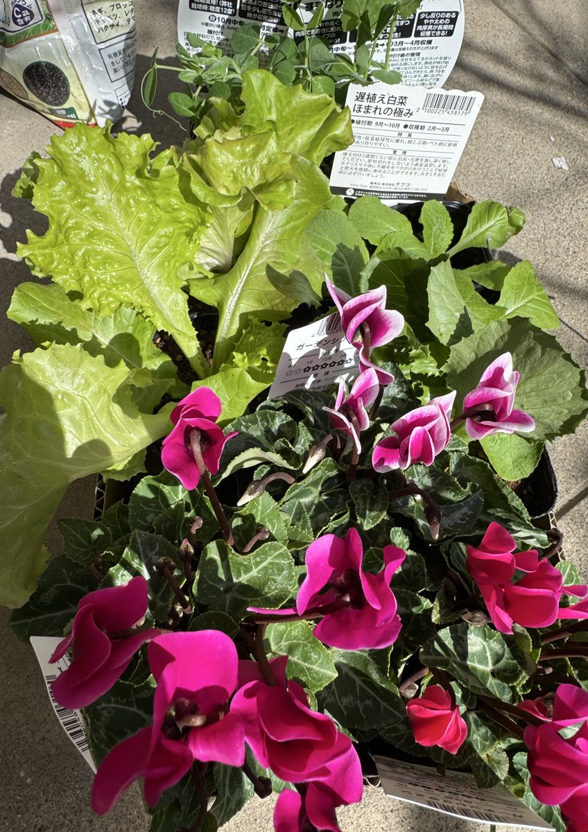 お花ページ MI様 リクエストページ】 みぃページ☆ ミナミページ 南ページ