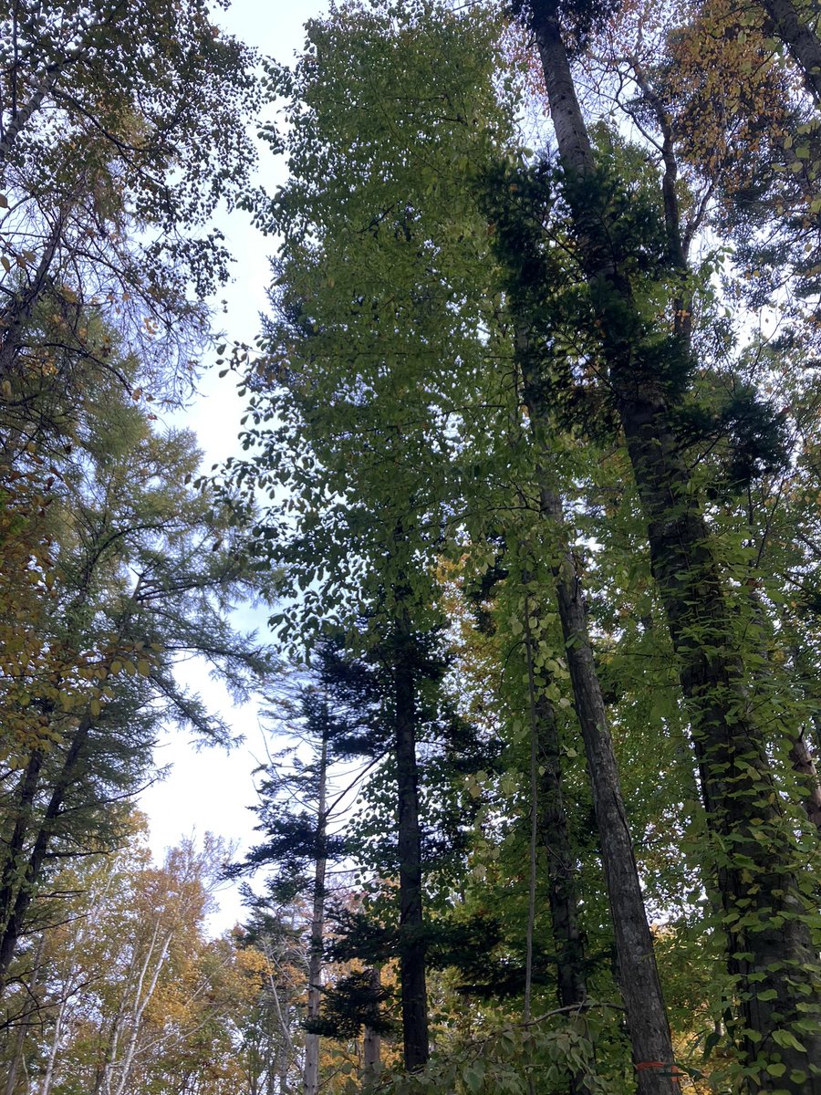 森を案内してもらいました。間伐して生かす。そこにあるものだけで道を作っていく。こんなやり方があるんだ！作ればなんでもある便利な世の中だけど、自然の偉大さには叶わないな。とにかく空気が清らか！なんか有り難さに満ち満ちた時間。