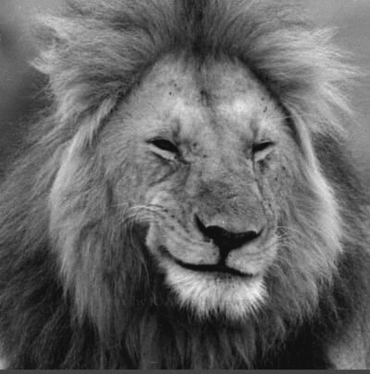 ريساين tweet media