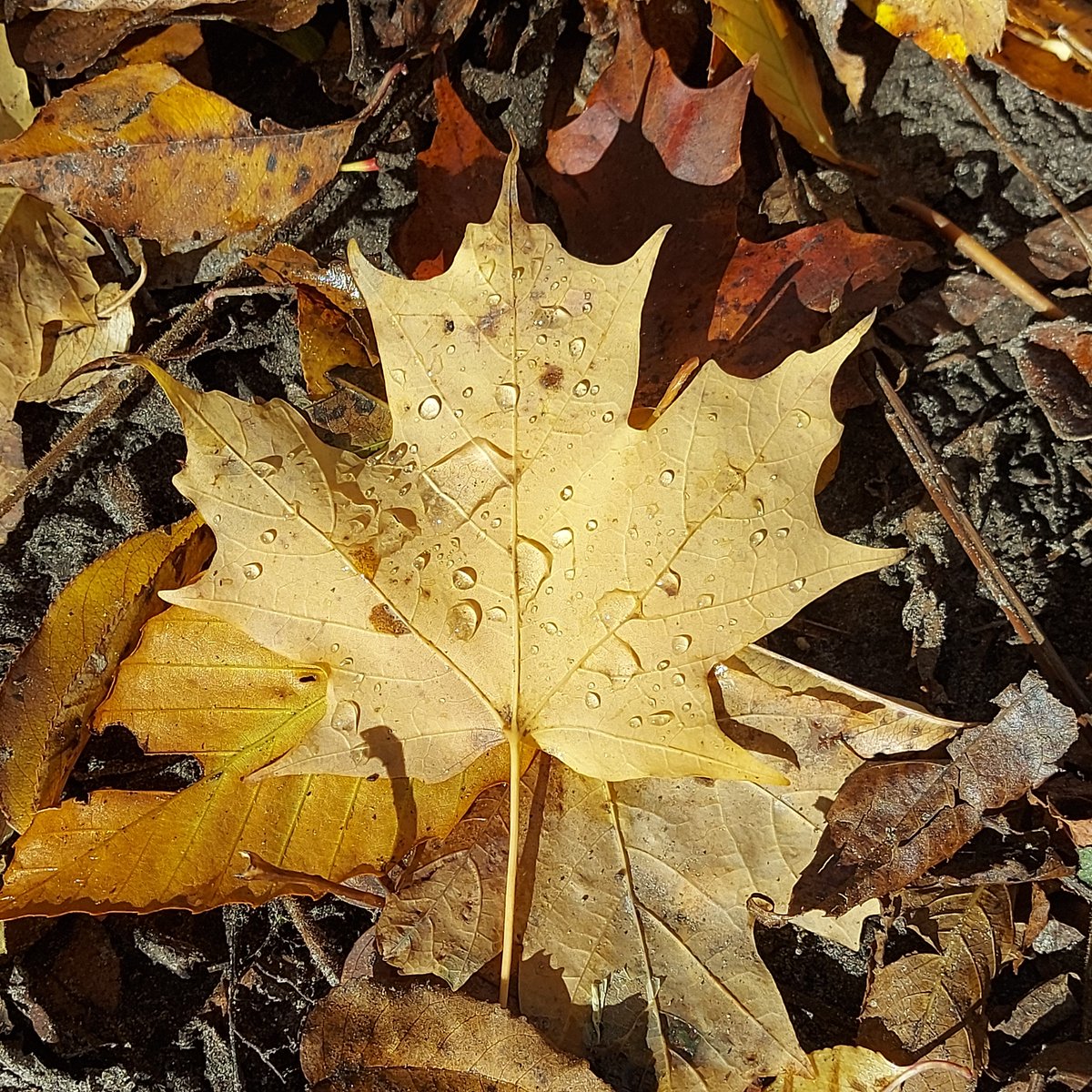 Good Afternoon, how do you dew 😁

#sundaythoughts