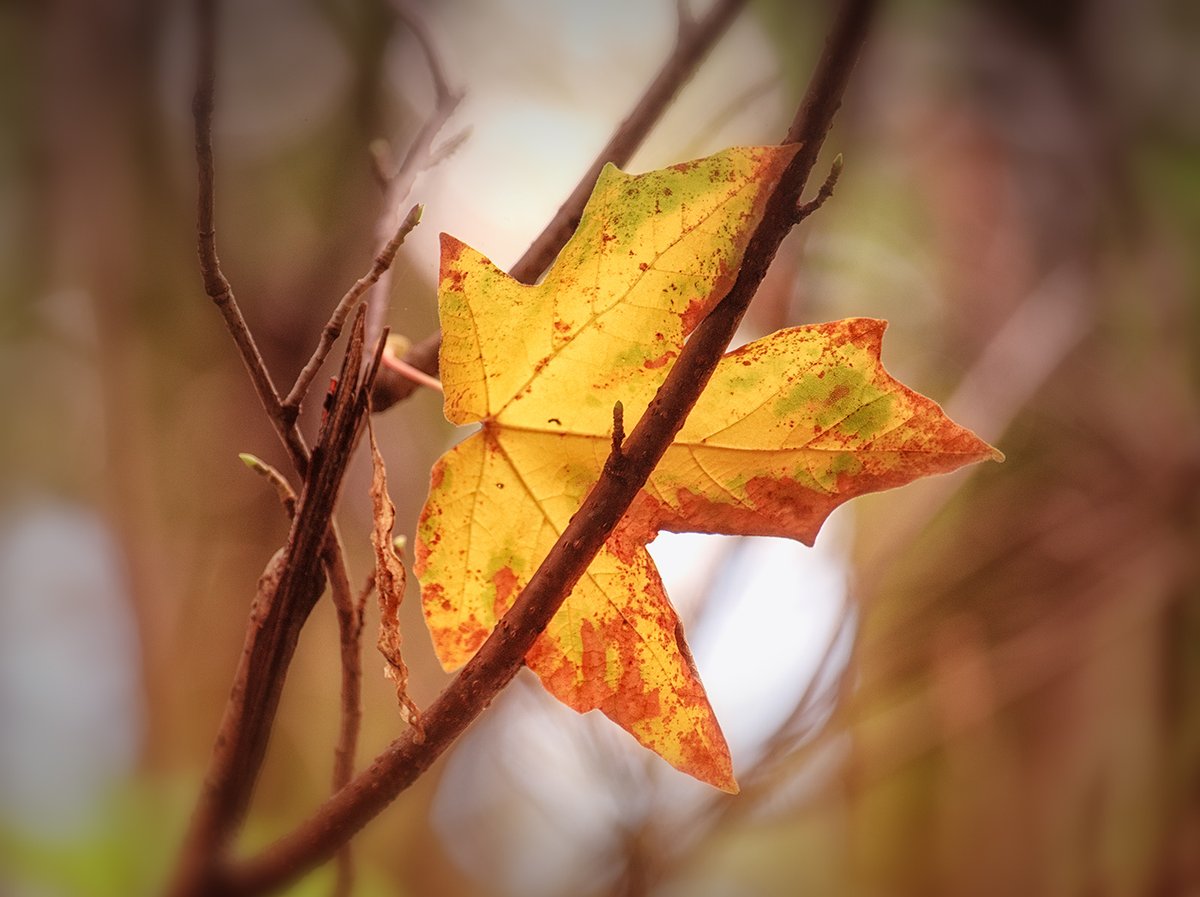 Sam_Alexandra23's tweet photo. Good day Gang! Today's photo challenge is #Leaves. They can be any season. Hope you all have a splendid Sunday! Be safe, be kind and take your camera with you. 😊 #Photography #Nature #Colours 📸 https://t.co/MBJ6dSDZM6