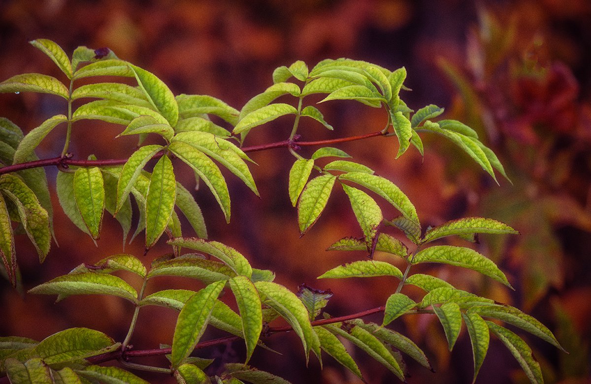 Sam_Alexandra23's tweet photo. Good day Gang! Today's photo challenge is #Leaves. They can be any season. Hope you all have a splendid Sunday! Be safe, be kind and take your camera with you. 😊 #Photography #Nature #Colours 📸 https://t.co/MBJ6dSDZM6