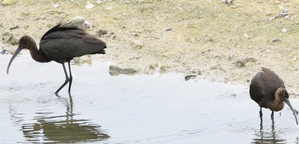 A pair of Glossy Ibis was an unexpected surprised when they turned up at College Lake early afternoon today. Very mobile though. Thanks to Adrian B for the heads up <a href="/bucksalert/">Bucks Bird Alert</a>