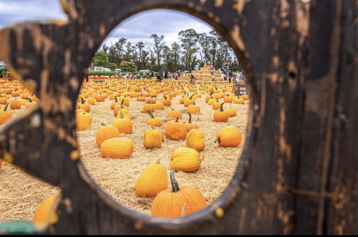 Celebrating pumpkins on National Pumpkin Day! We 🧡 this special squash &amp; are proud to grow all of the pumpkins, gourds &amp; winter squash in our fields in Ventura County. 76 acres are devoted to the seasonal fall harvest items sold on our farms &amp; the Farmers' Markets we visit.