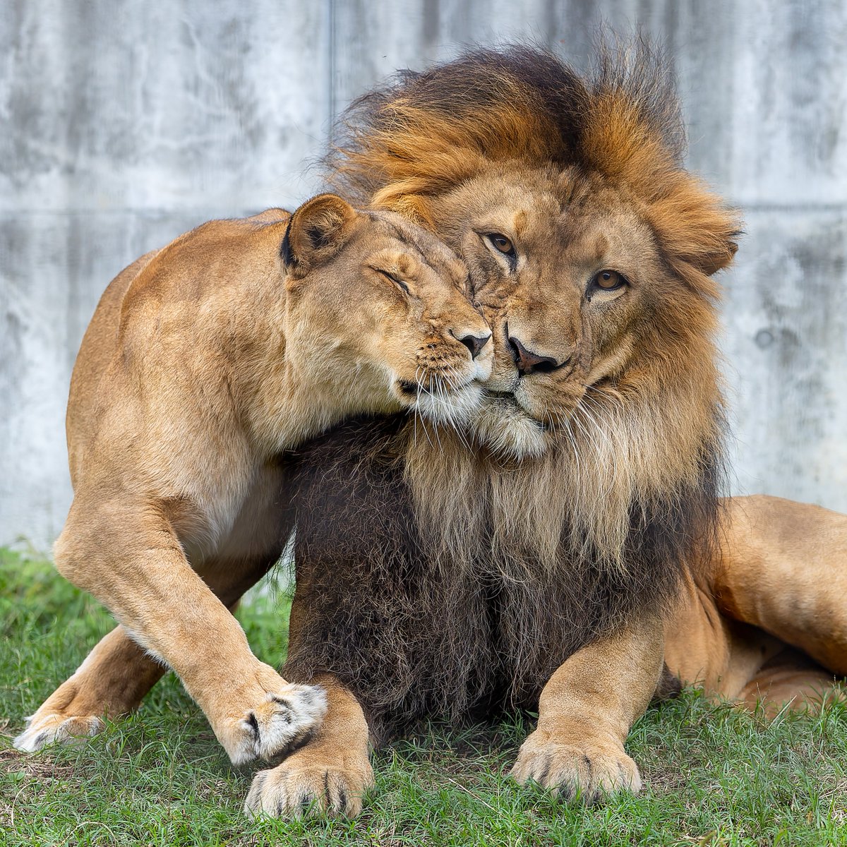 いい夫婦🦁
#のんほいパーク