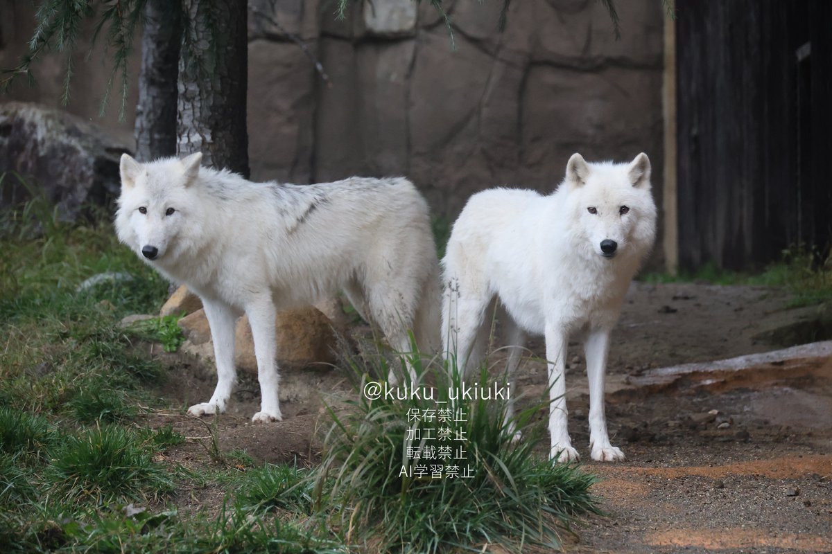 ホッキョクオオカミ＆ホッキョクグマラブ くく on X
