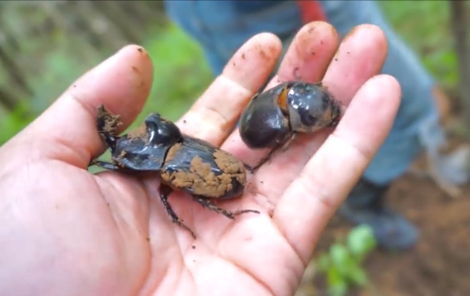 こんにちわんこそば アベカワズ on X