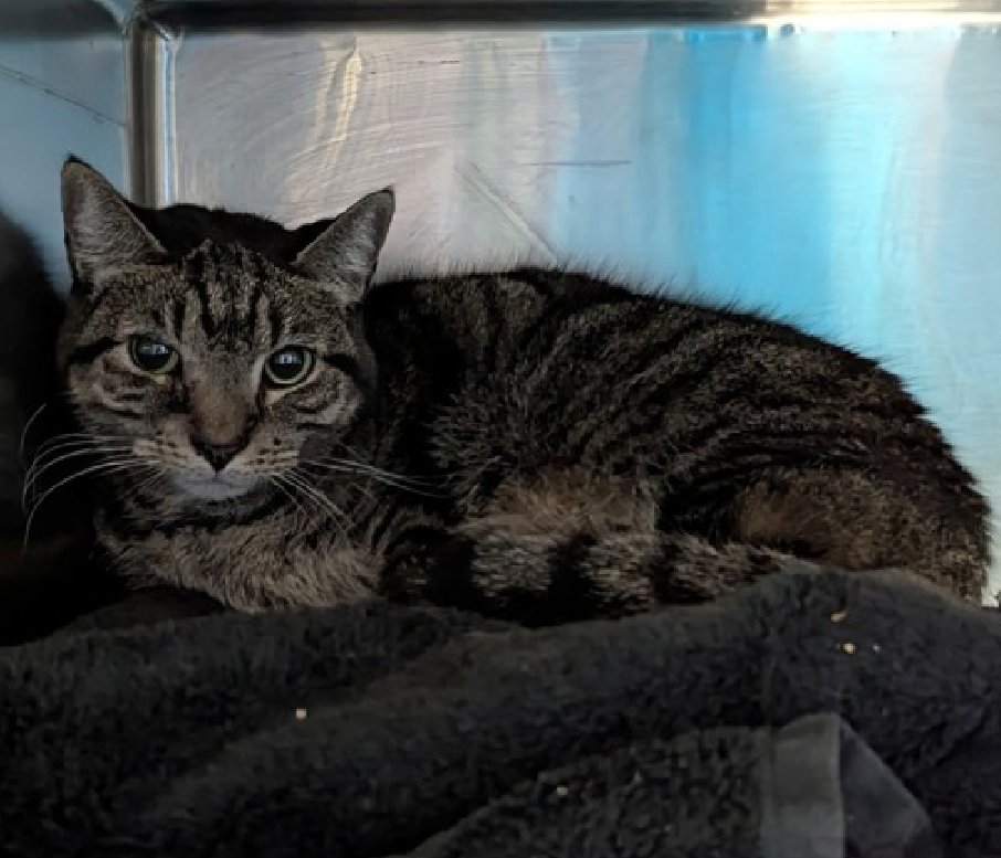 🆘🆘 SUNSET ORANGE (ID 233981), 13 YO,  FEMALE–  IN MANHATTAN ACC - came into the shelter as an owner surrender on 9/19/2025, with the surrender reason stated as other.    🆘🆘 😿 😿 😿 😿

➡️TBD 10/28/25

➡️ SENIOR ALERT

➡️ NEW HOPE RESCUE PARTNER ONLY

➡️ TOO LOW ON PLEDGES TO