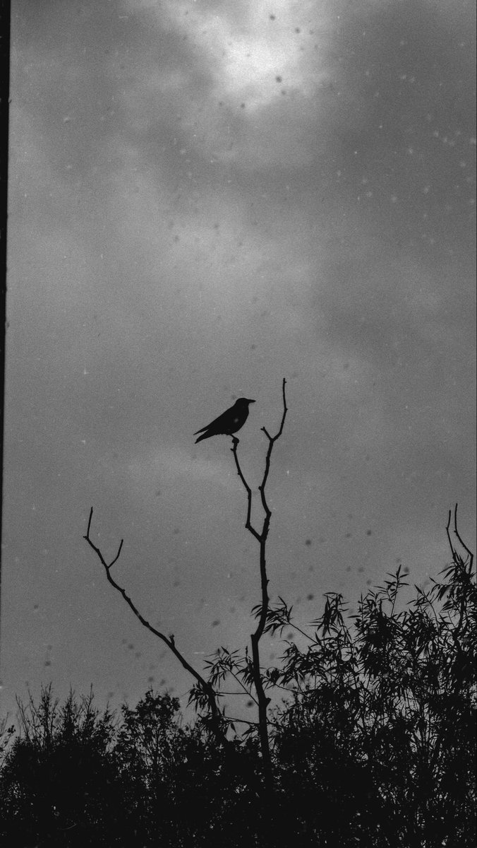 fosron's tweet image. Per langą pamačiau paukštį.