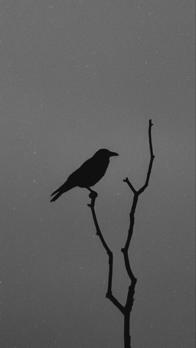 fosron's tweet image. Per langą pamačiau paukštį.