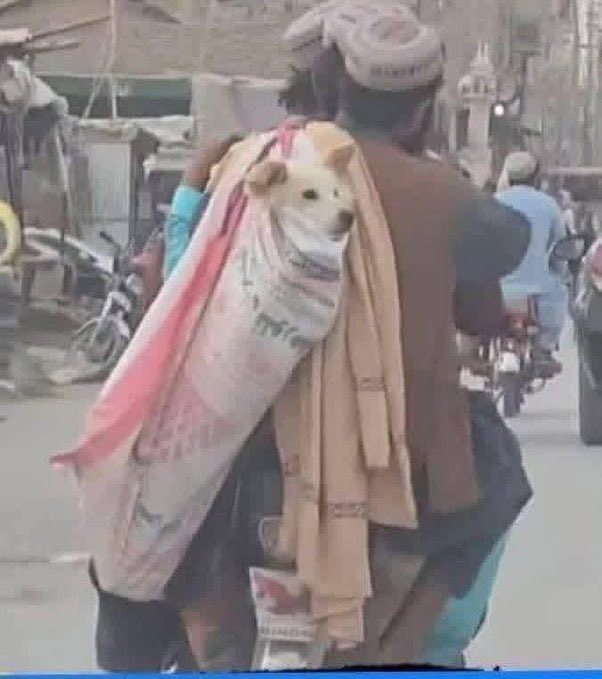 جس دن خان نے کال دی
پہلی فرصت میں اپنے لیڈر کو جیل سے نکال کر لے جائیں گے، سہیلا آپھریدی