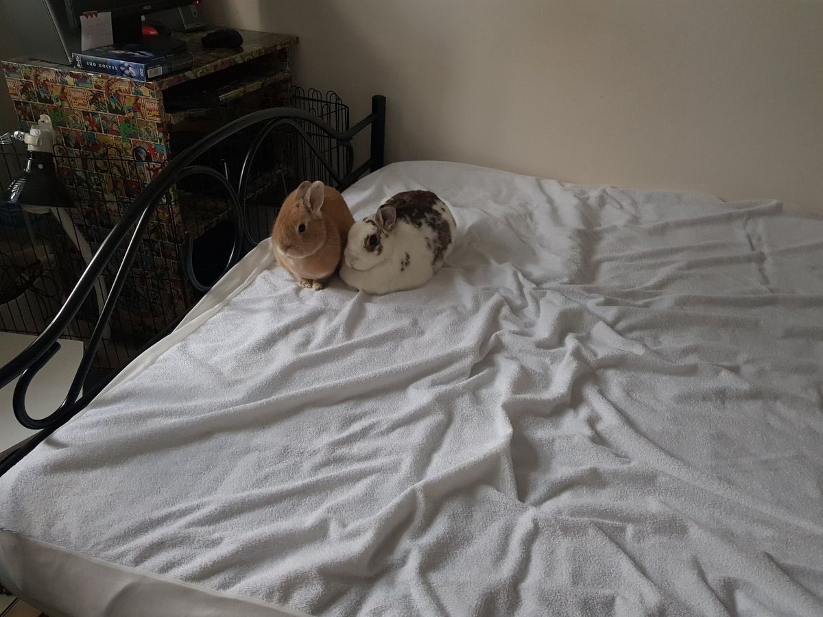 Bunnies (@bunnies) on Twitter photo  Bunnies (@bunnies) on Twitter photo