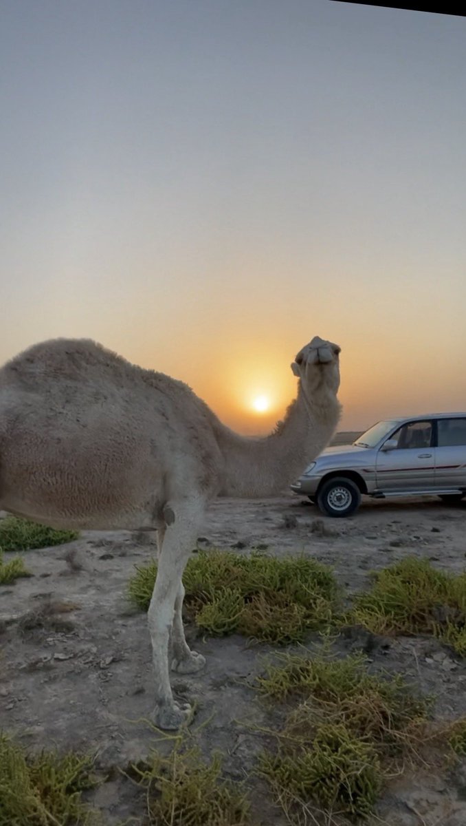 مساكم هالعيطموس 

ما ينلام الحشار يومه يقول :

من ذاق حب البكار يعيف حب البنات 
ألابل هوها صدر محرق وغيره سمل