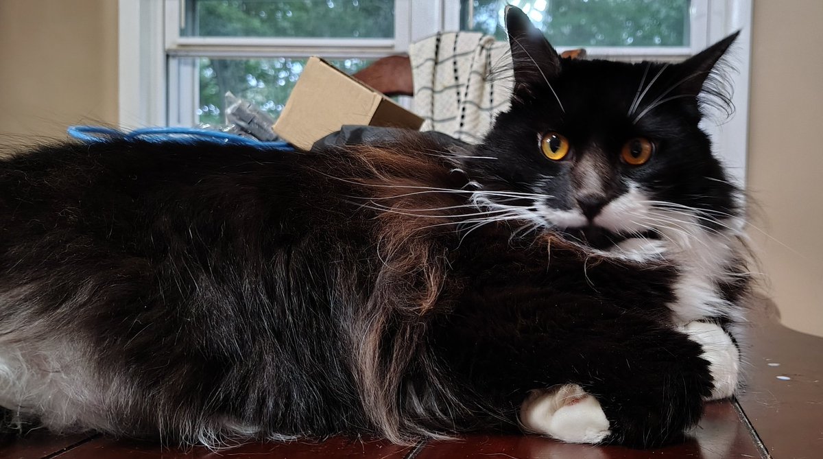 BobbyC924's tweet photo. @DonutOperator This gentleman has the best personality.
 Go Maine Coon https://t.co/M9be3NWoDY