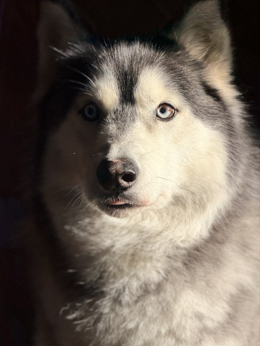 ScriptOff41968's tweet image. mlem