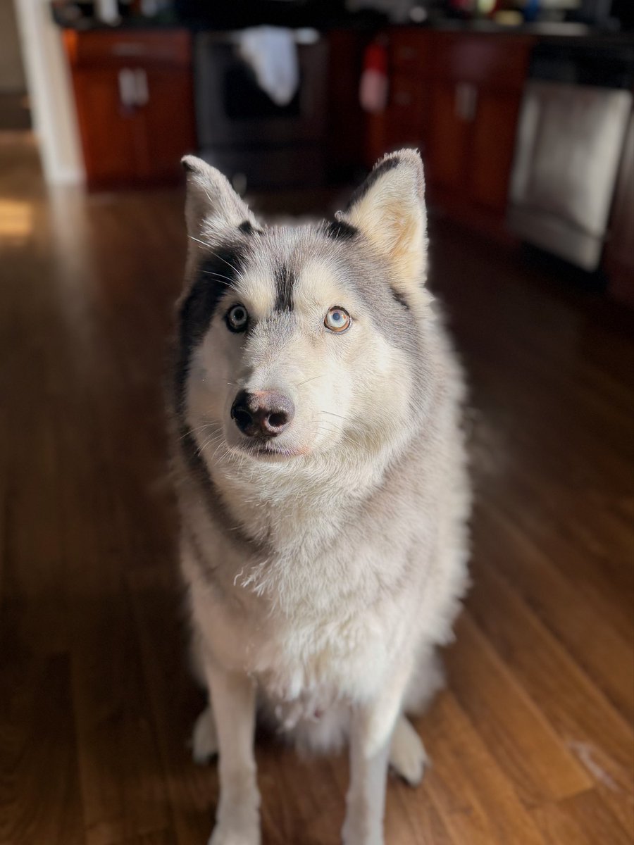 ScriptOff41968's tweet image. mlem