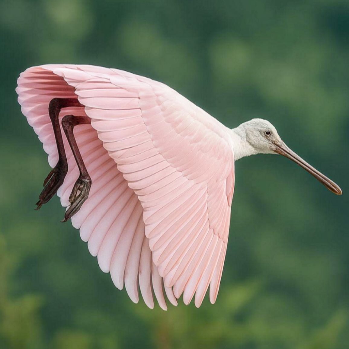 MbarkCherguia's tweet image. Roseate Spoonbill bird in flight

📸 IG: @josephpauldavis ©️