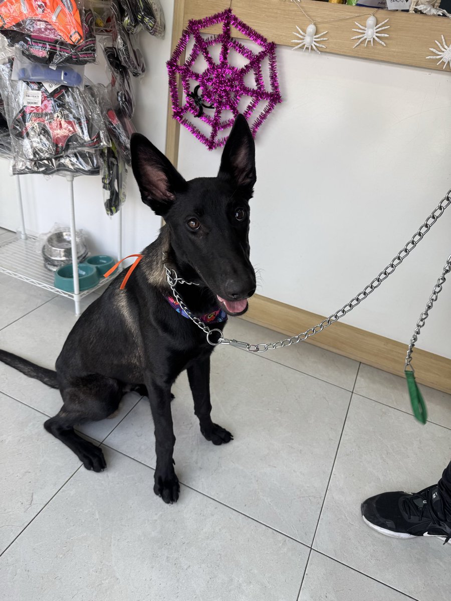 🆘🆘Estador de veterinarias🆘🆘
Deja al perrito en pensión con en engaños argumentando que su hij@ murió, se lleva alimento, bravectos y dice que el perro es propiedad de la empresa de Seguridad Vingaad,ayúdenos a localizarlo son varias las veterinarias afectadas.