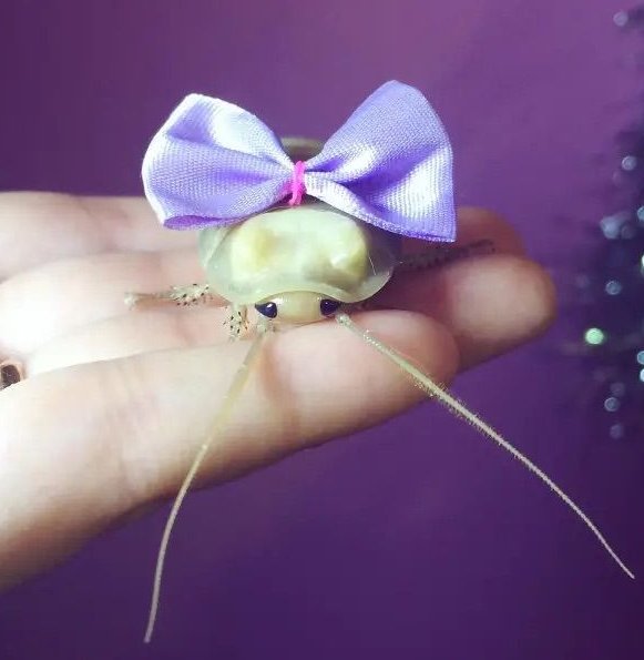 Shadoo_creeture's tweet image. Giving a small defenseless child thjis diva instead of candy for halloween