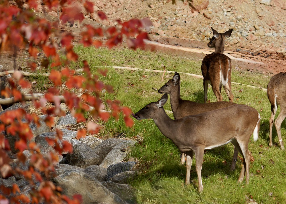 Great blue heron, Canadian geese, turtles and white tail deers - the lake was full of life this morning (Centennial park, Maryland).