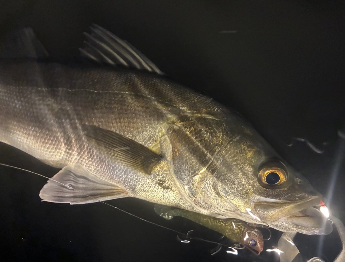 13ヒット9キャッチ🫴

2年間棚に封印していたジョルティミニを解禁

プラグフル無視の中ガンガン口使ってくれる。
そりゃ封印するわけだ…

ひたすらにゴムが強い日でした🧐

#blueblue
#ジョルティミニ