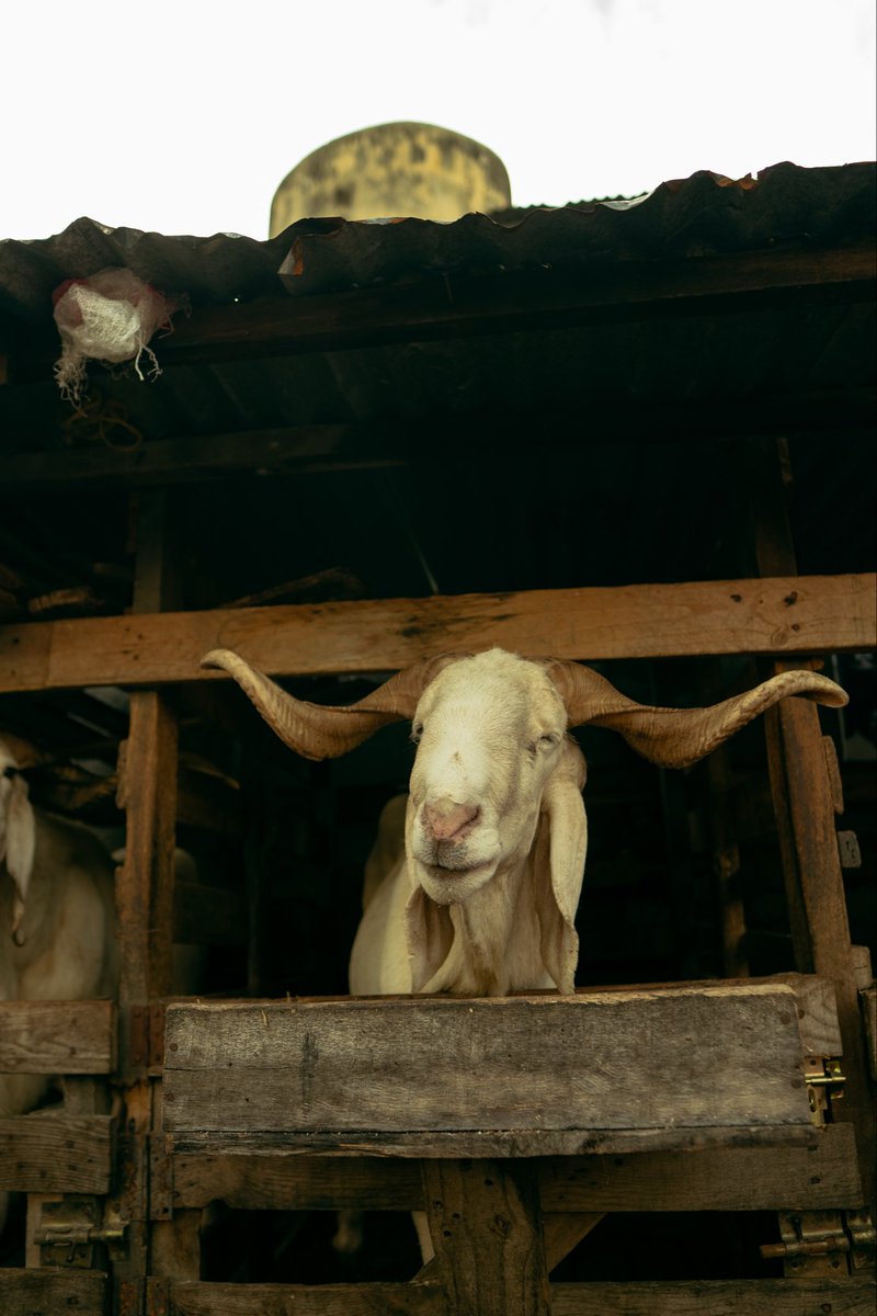 Oyebambinge tweet media